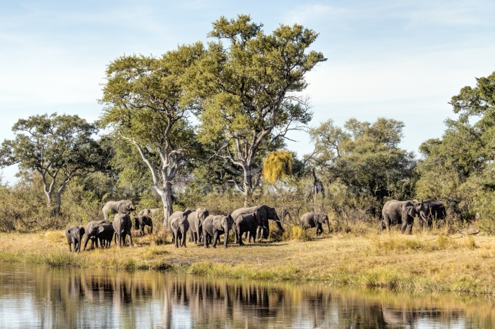 Elephant Herd Feeding on River Bank