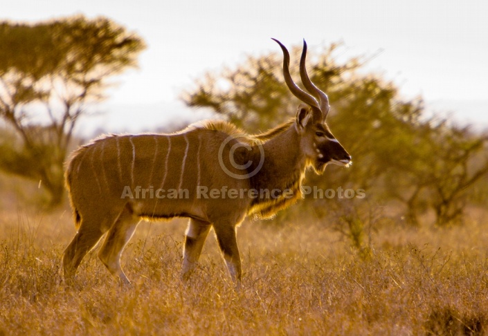 Kudu Bull