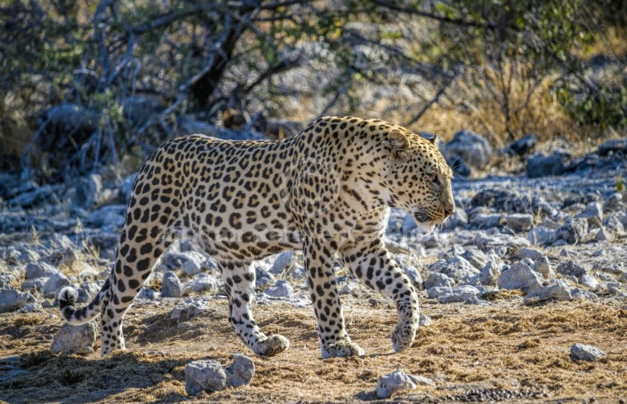 Leopard Stepping Along Path