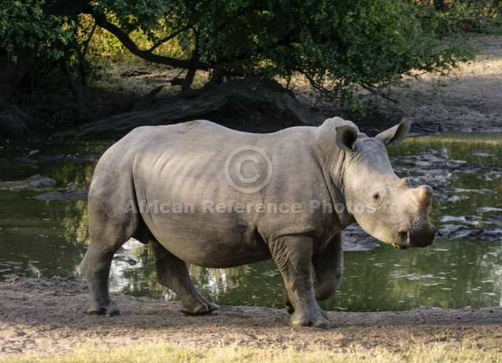 Juvenile Rhino at Waterhole