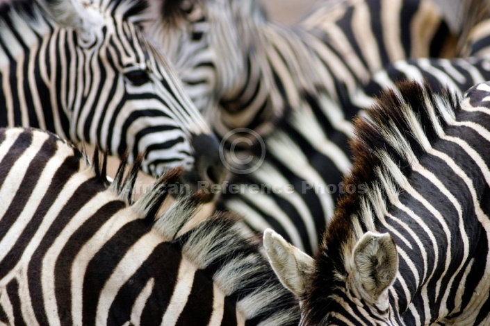 Zebra Group Close-up