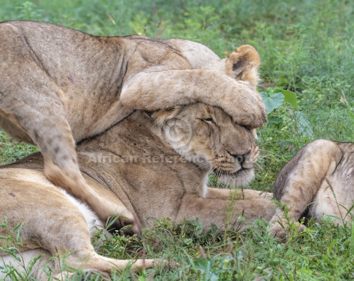 Lion Cub Clambering over Lioness
