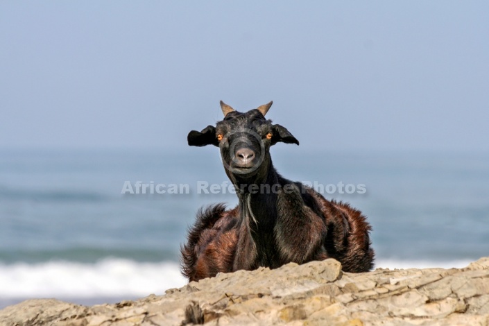 Goat on Rocky Outcrop at Seaside