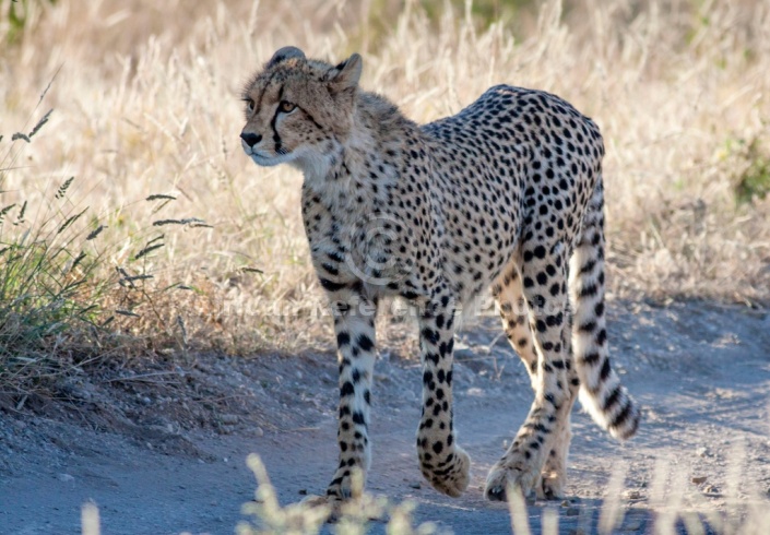 Cheetah Walking along Roadway