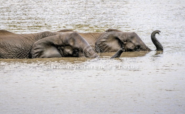 Elephant Pair Swimming