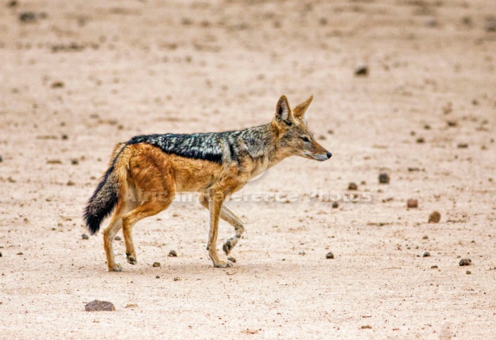 Black-backed Jackal