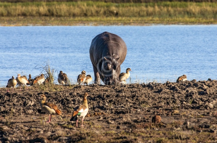 Hippopotamus