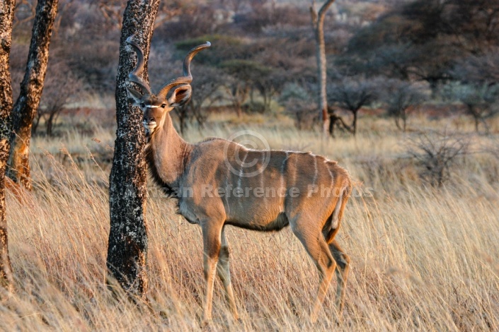 Kudu Male Reference Photo