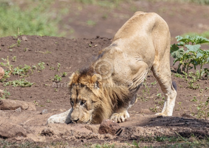 Lion Male Drinking