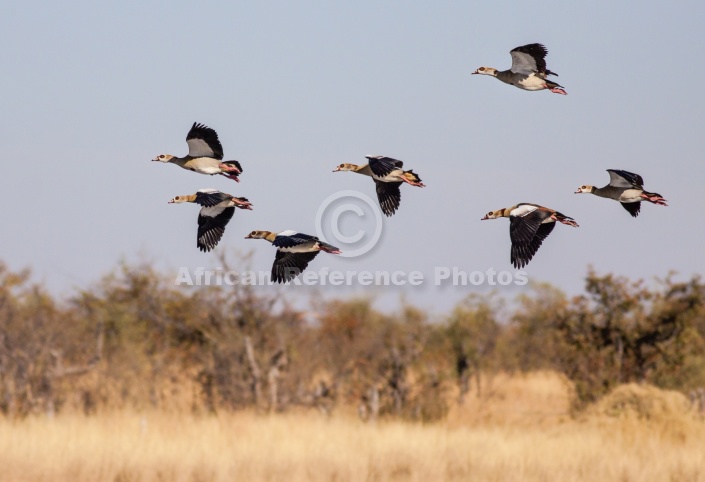 Egyptian Geese in Flight