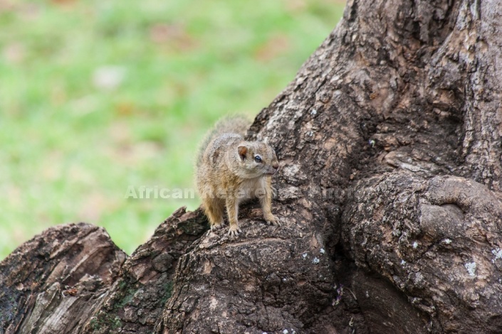 Tree Squirrel Reference Image