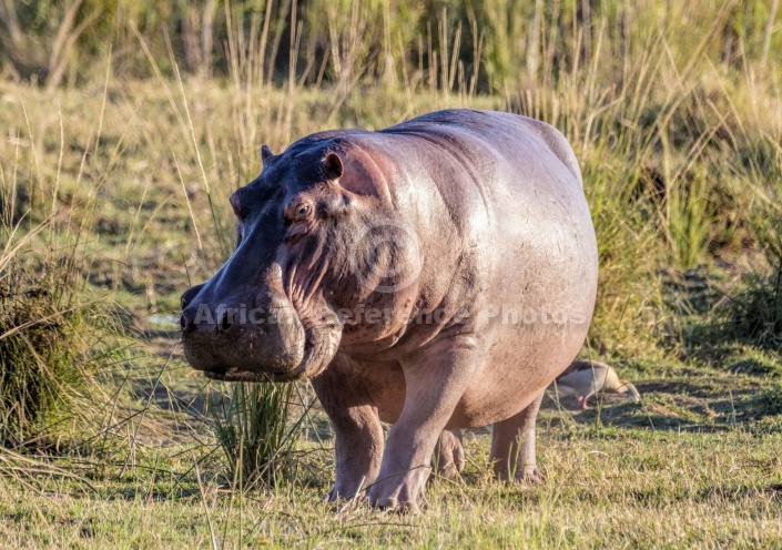 Hippo on River Bank