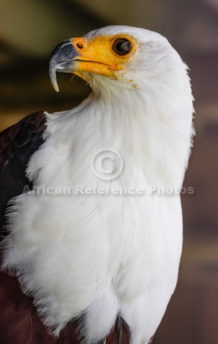 African Fish Eagle Looking Over Shoulder