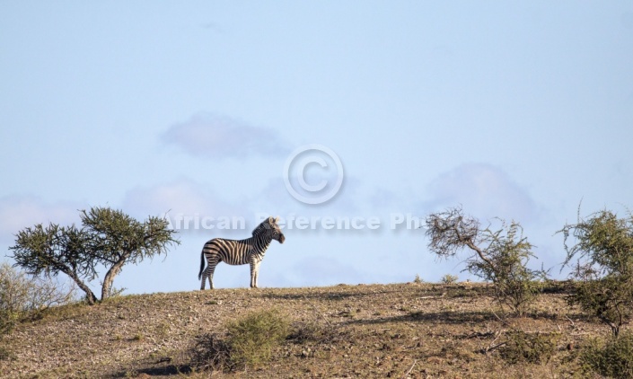 Zebra on Hill with Sky in Background
