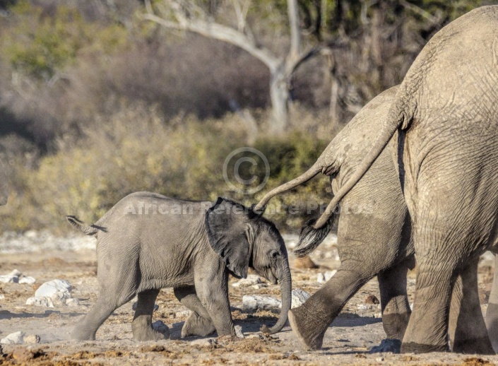 Elephant Baby Catching Up