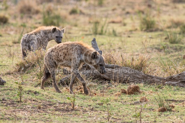 Spotted Hyena photo for art reference