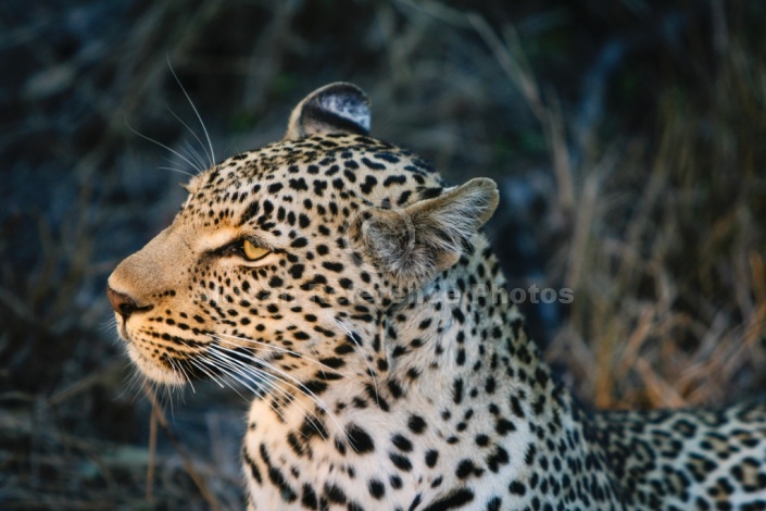 Leopard Close-up