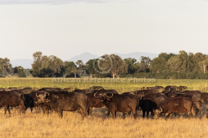 African Buffalo