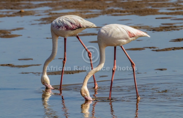 Greater Flamingo Pair