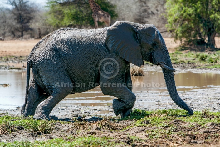 Muddy Elephant Moving to Dry Land