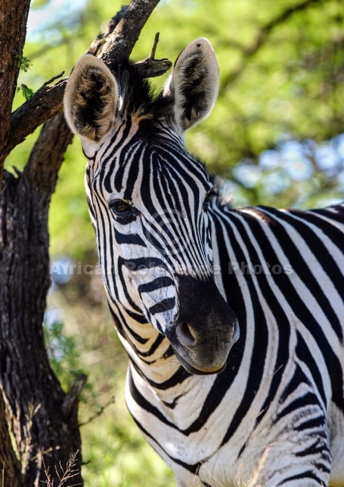 Zebra in Shade of Tree