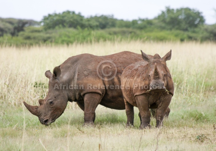 White Rhino with Juvenile