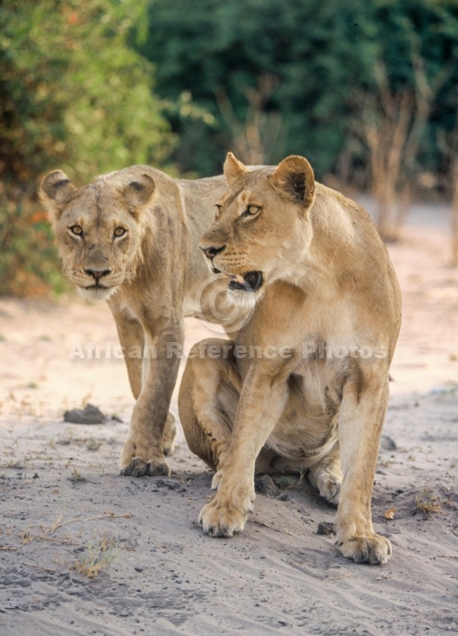 Lioness with Young Male Lion