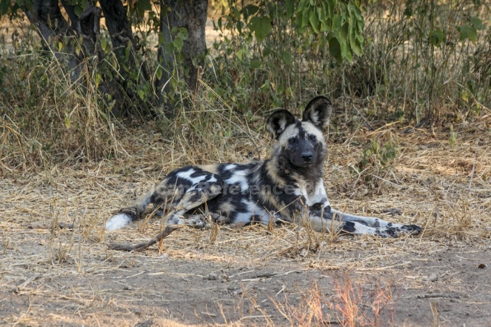 Wild Dog