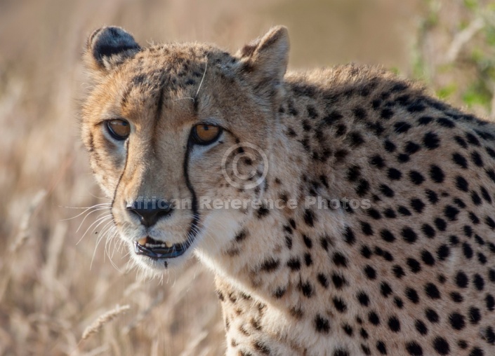Cheetah Female,  Head and Neck