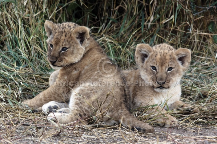 Lion Cubs