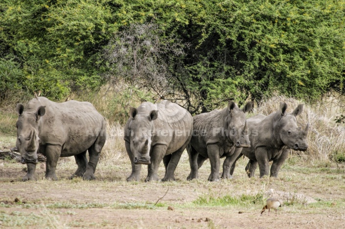 White Rhino Foursome