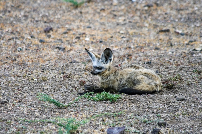 Bat-eared Fox Lying on Ground