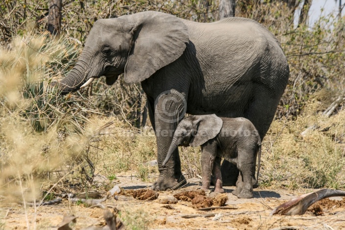 Elephant Female with Youngster