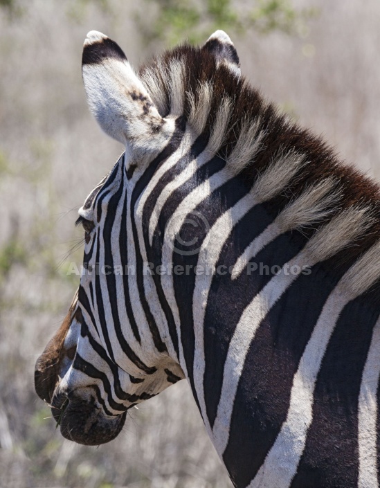 Zebra Close-up