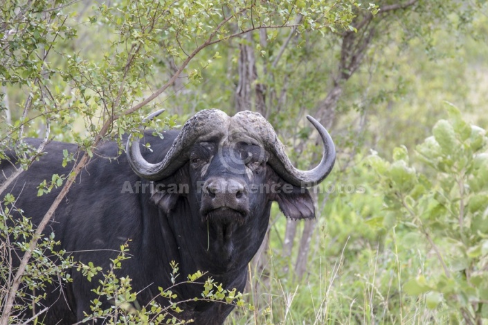 African Buffalo