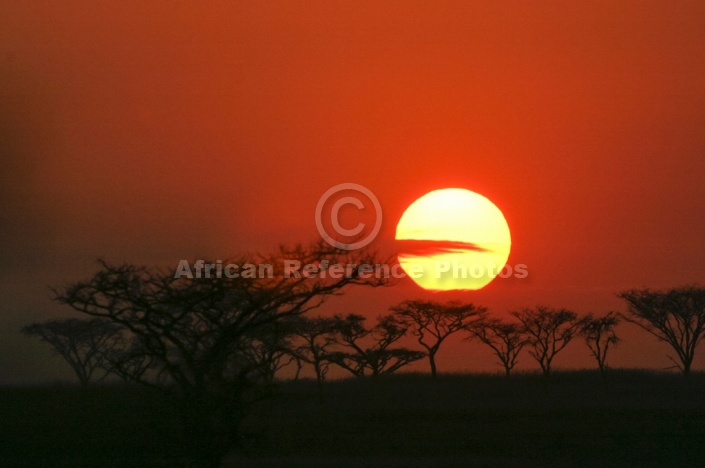Acacia Trees with Red Sky in Background