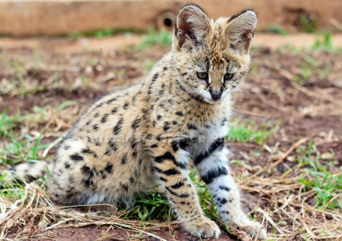 Serval Kitten Looking Down