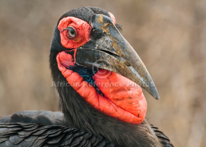 Art Reference image of Southern Ground Hornbill