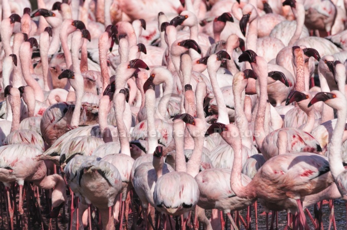Lesser Flamingo Flock, Close-up