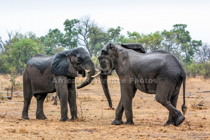 Elephant Pair Squaring Up