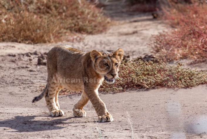 Lion Cub Walking Along Sand Track