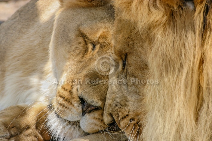 Lion Pair Nuzzling Affectionately
