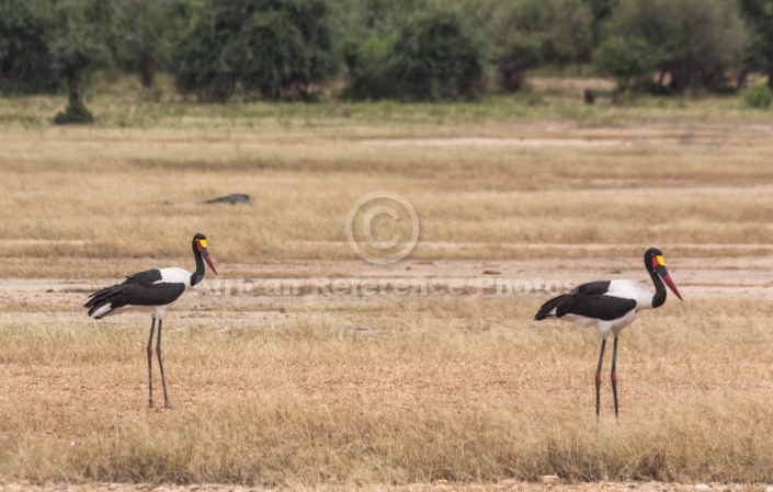 Saddle-billed Stork