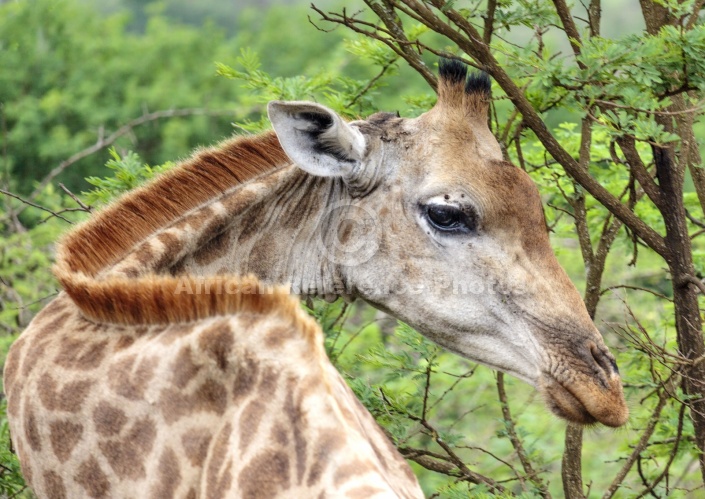 Giraffe Looking Back