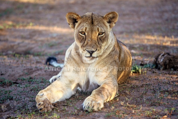 Lioness Lying, Front-on View
