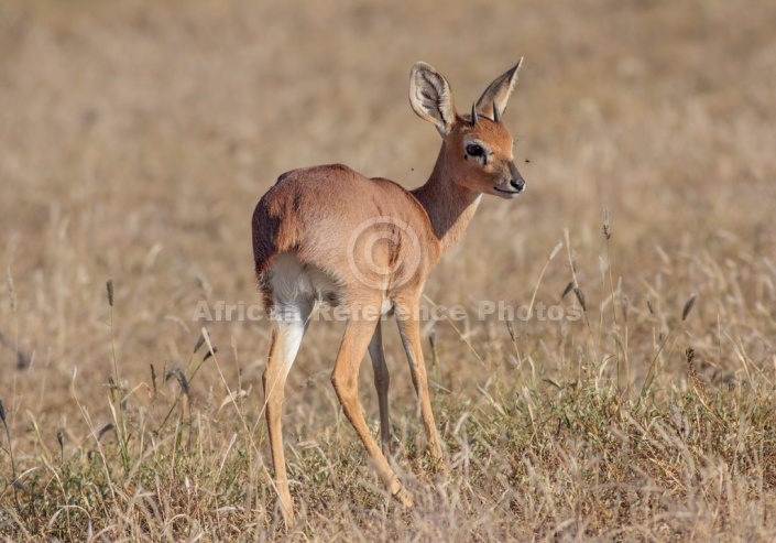 Male Steenbok