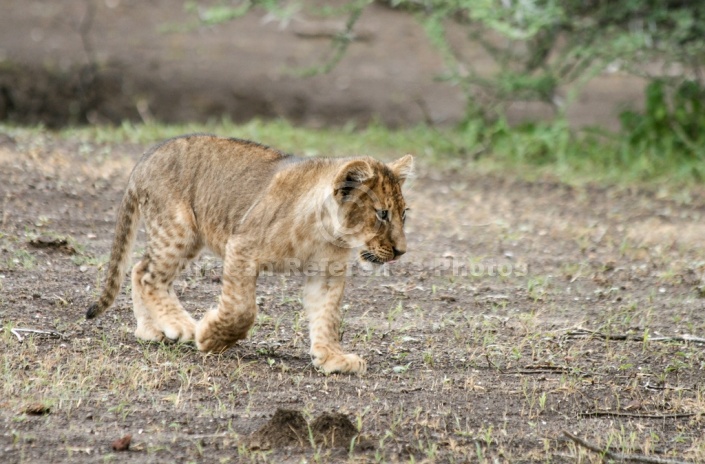 Lion Cub Walking Across Open Ground