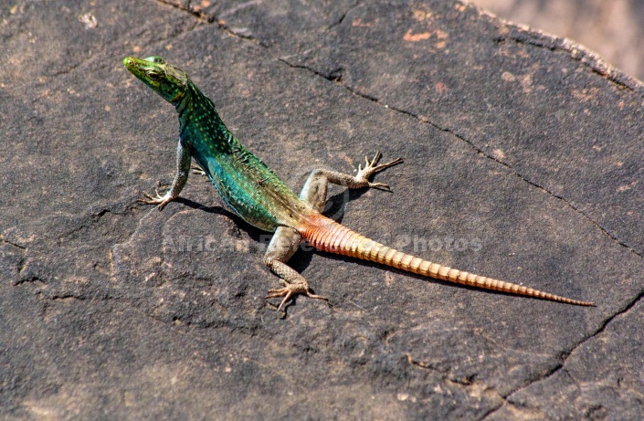 Colourful Lizard on Rock