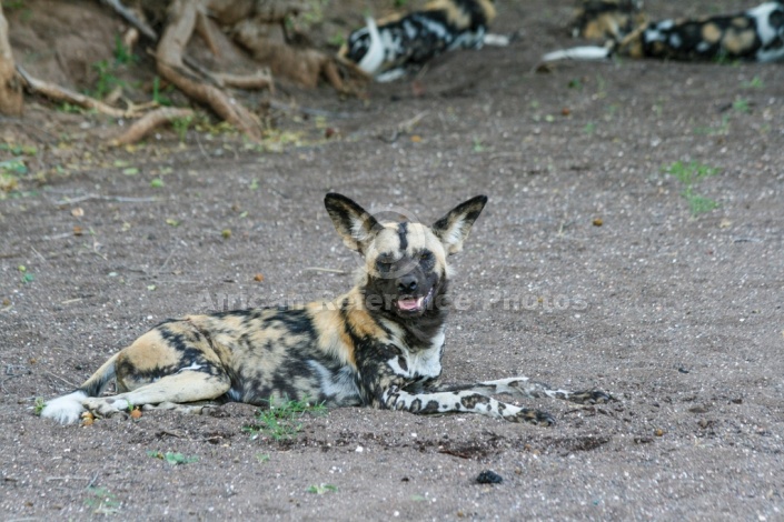 Wild Dog Relaxing