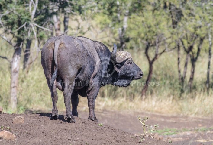 Buffalo Bull